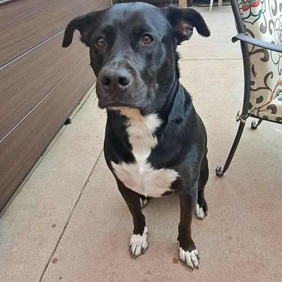 Meet your Posher, Jacob - Picture 1 of 1